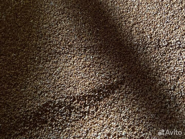 Зерно пшеница ячмень овес