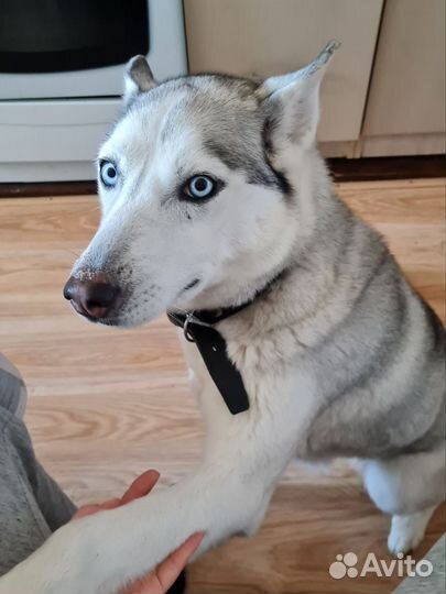 Хаски в добрые руки