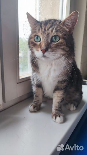 Кот в хорошие руки