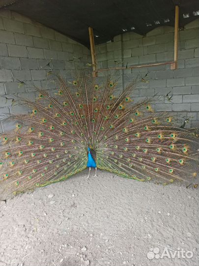 Семья павлинов