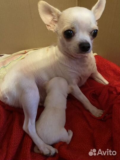 Супер мини чихуахуа девочка