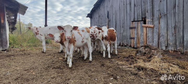 Телята бычки, телки(симментал)