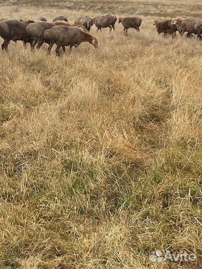 Гисарские матки.Баран Гисарский