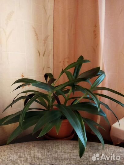 Традесканция рео