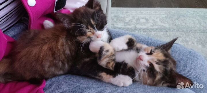 Кошка в дар бесплатно