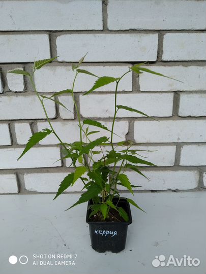 Саженцы декоративных кустарников