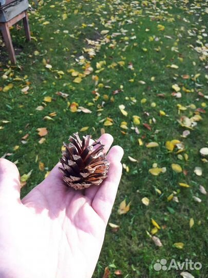 Шишки сосновые