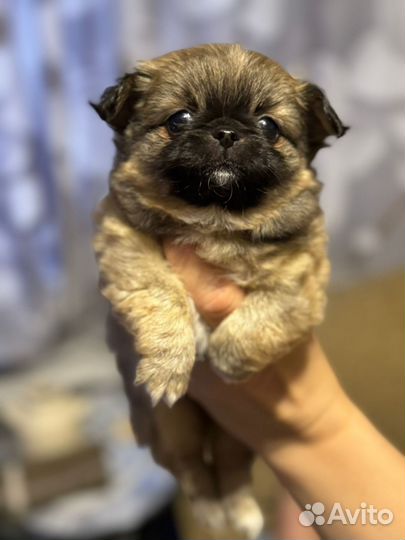 Щенки чихуахуа