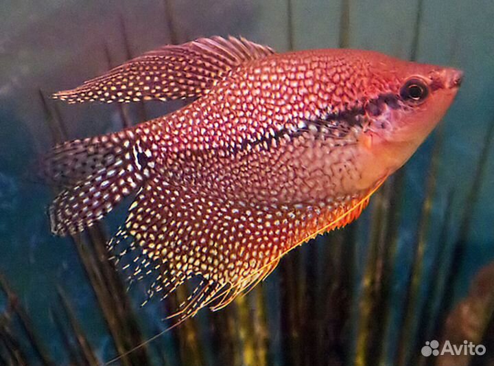 Гурами, лялиусы, макроподы и другие лабиринтовые