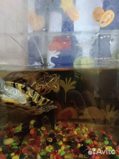 Аквариум, фильтр,черепахи