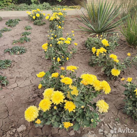 Хризантема - дубки низкорослые