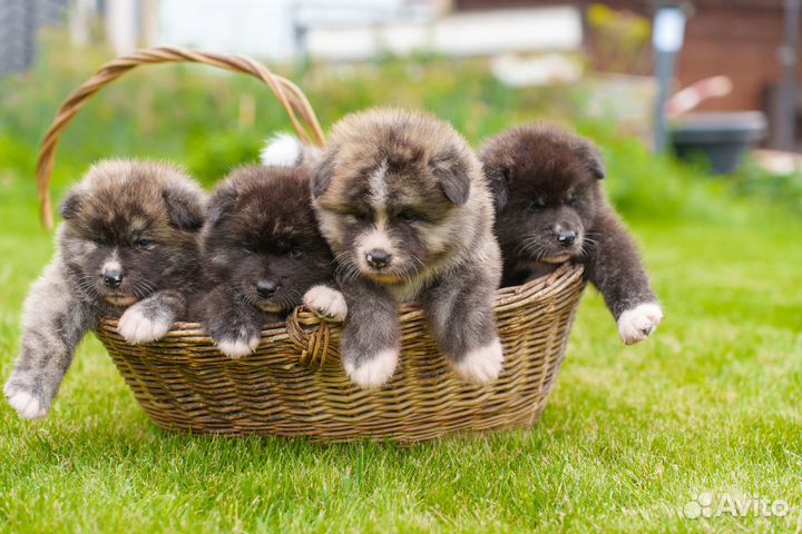 Щенки акита ину