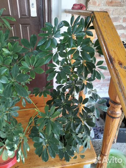 Шефлера. Растение для помещений