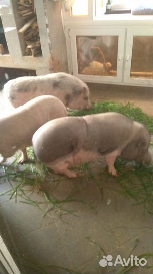 Передержка животных, выкармливание стрижей