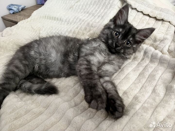 Котенок