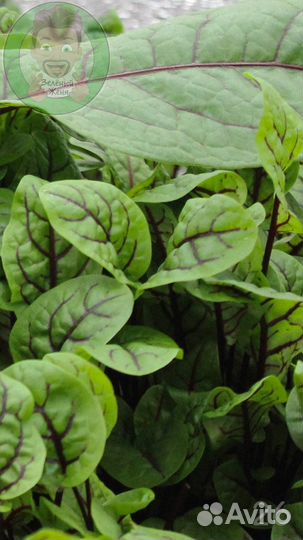 Семена для микрозелени Мангольд Желтый