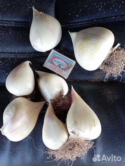 Лук суворовский