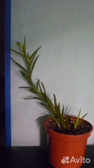 Алоэ столетник