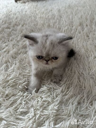 Котята экзоты