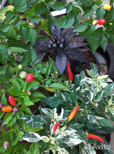 Кустики и семена острых перцев 4 сорта