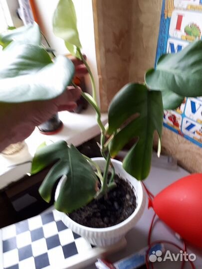 Монстера привлекательная