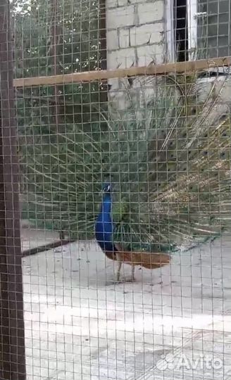 Палвлин самец