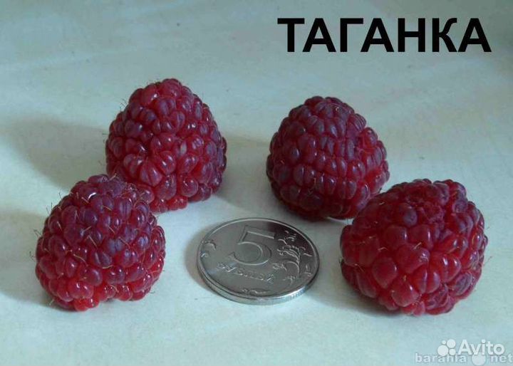 Ремонтантная малина, таганка и полка