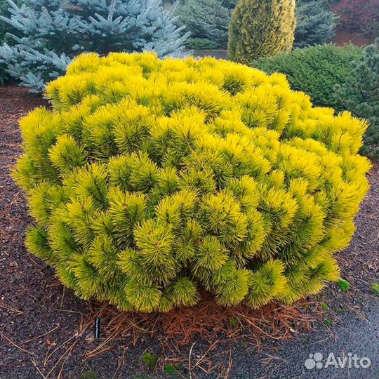 Pinus mugo Wintergold C10 30-40см