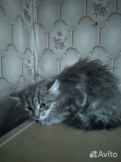 Отдам в добрые руки