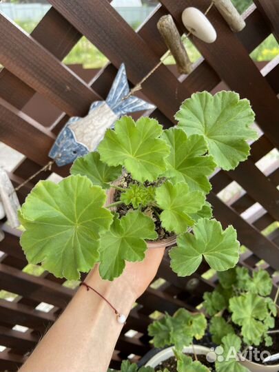 Пеларгония герань та Анастейша