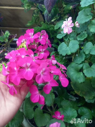 Сортовые пеларгонии