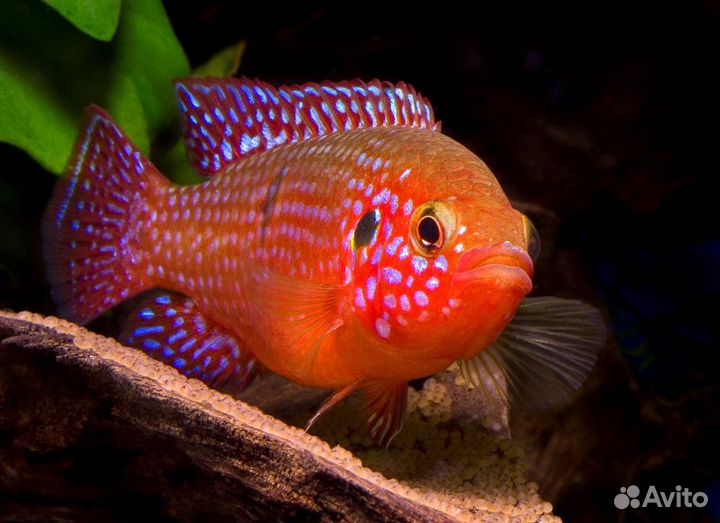 Хромис красавец и хемихромис экзул