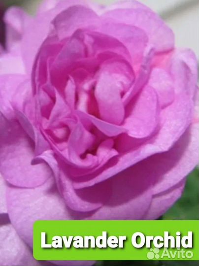 Бальзамины