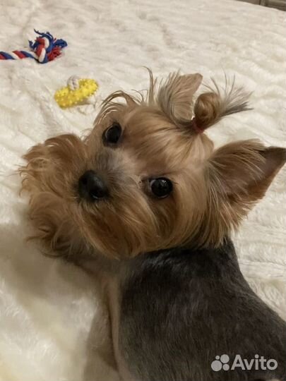 Зооняня, Догситтер, Кэтситтер, Передержка животных