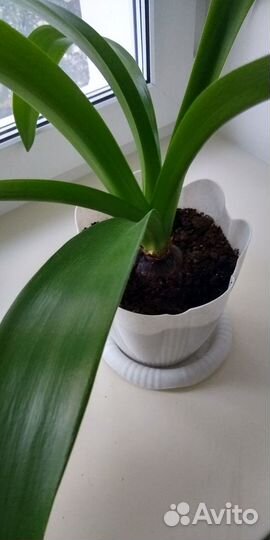 Амариллис (Германия), белый крупно-цветковый