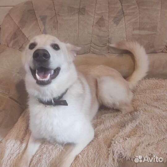 Собака в дар в добрые руки