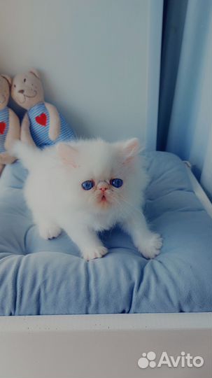 Белоснежные ангелы