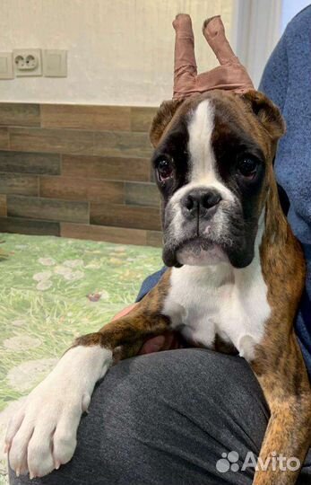 Щенок боксер девочка