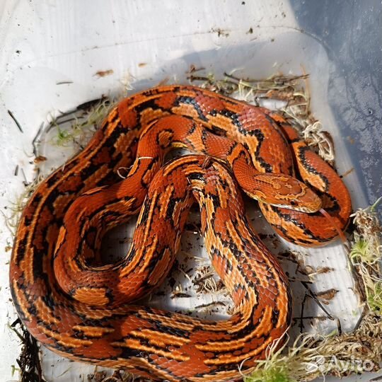 Маисовый полоз