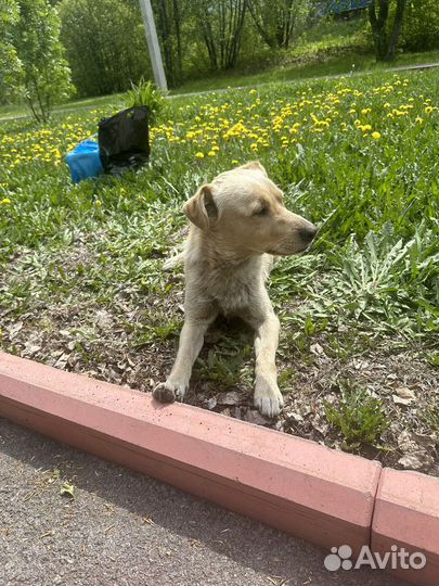Песик в хорошие руки