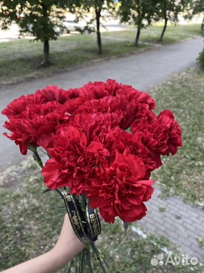 Гвоздика красная опт