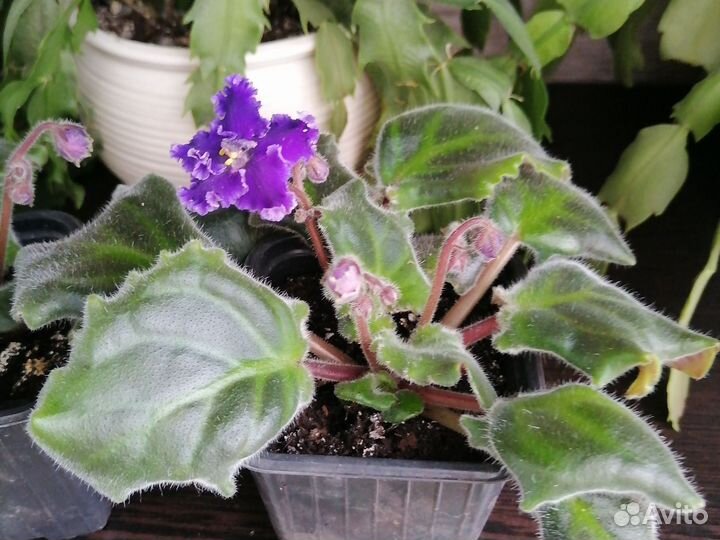 Фиалка в горшках