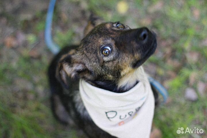 Щенок в добрые руки