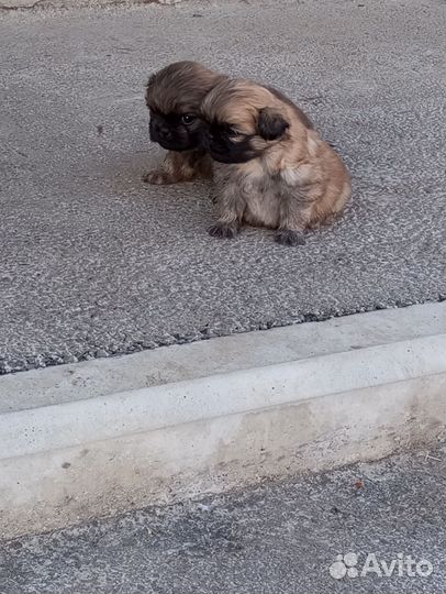 Щенки пекинеса