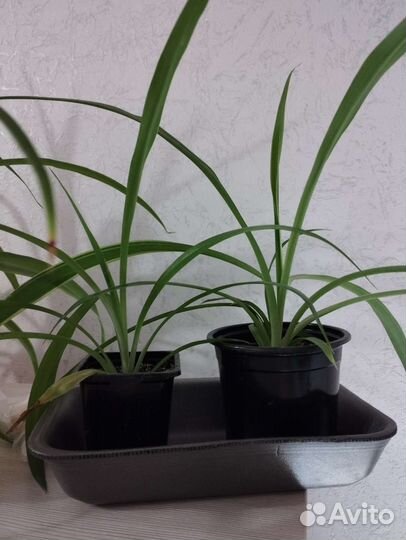 Хлорофитум