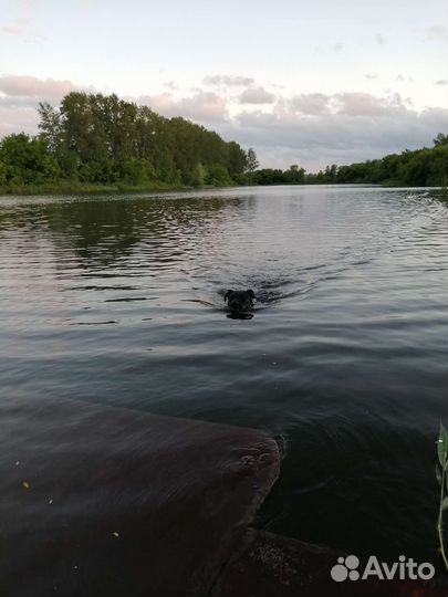 Питбуль рр вязка