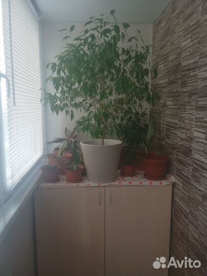 Комнатные домашние растения