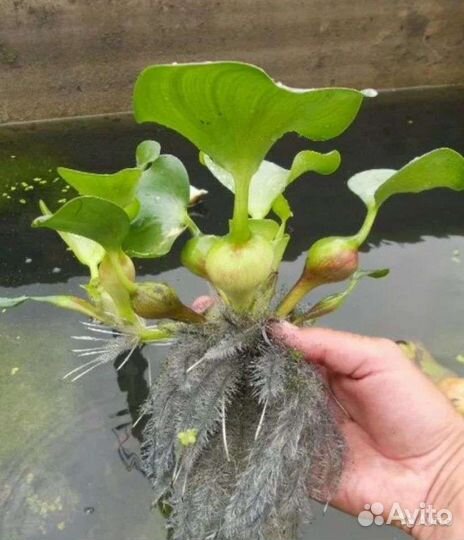 Эйхорния (водный геоцинт)