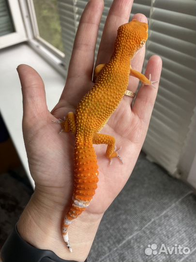 Геккон эублефар