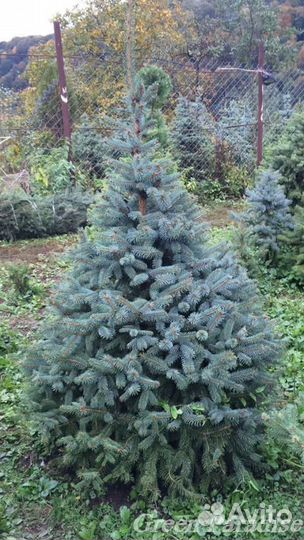 Ель голубая